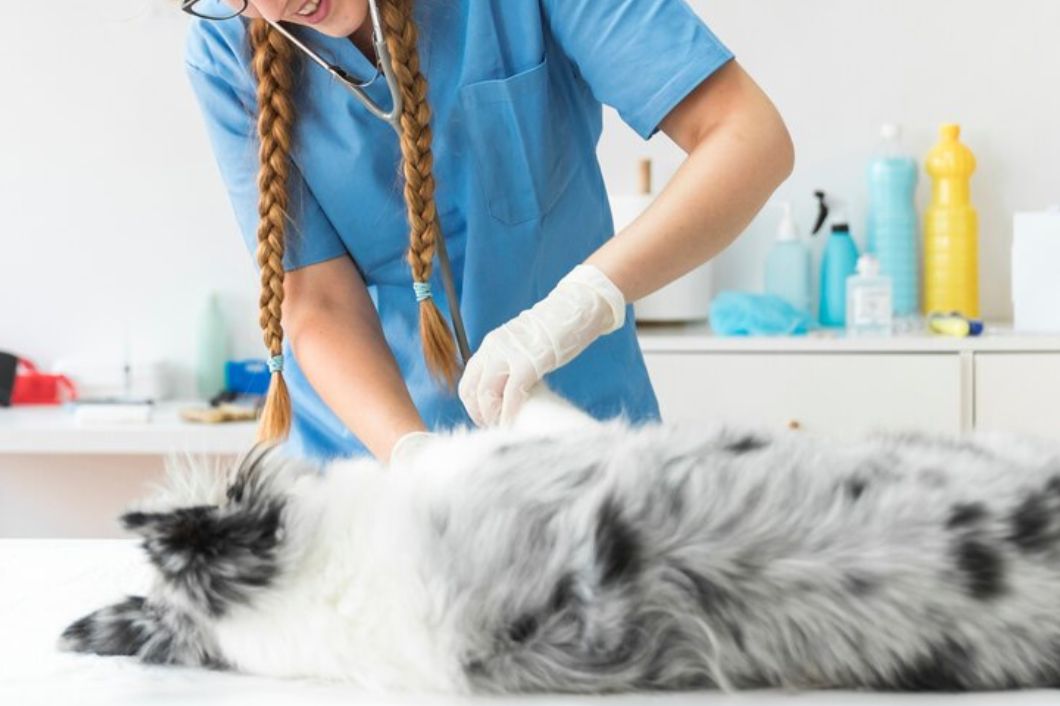 Câine relaxat într-un cabinet veterinar, cu un medic care îl consultă cu atenție